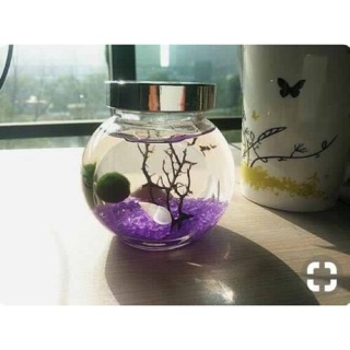 Set Marimo đá pha lê tím