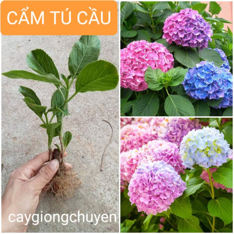 GIỐNG HOA CẨM TÚ CẦU ĐỔI MÀU