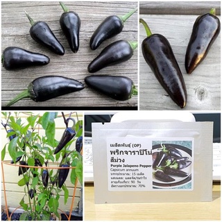 Hạt giống ớt Jalapeno Tím 20 hạt