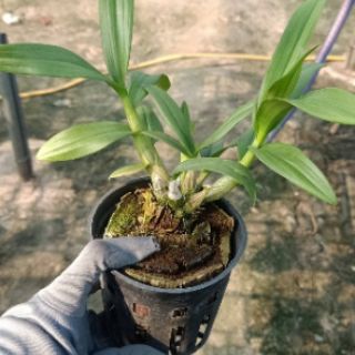 Yaya mini chậu lớn