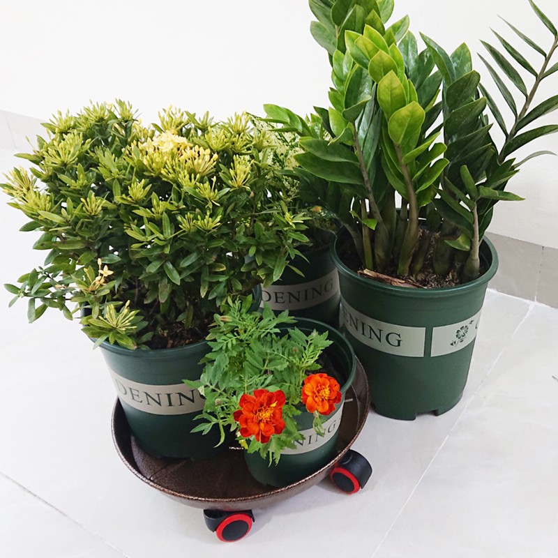 Kệ lót chậu cây bằng thép sơn tĩnh điện - có bánh xe đa hướng