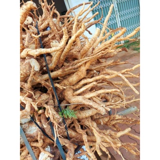 củ đinh lăng tươi 5kg