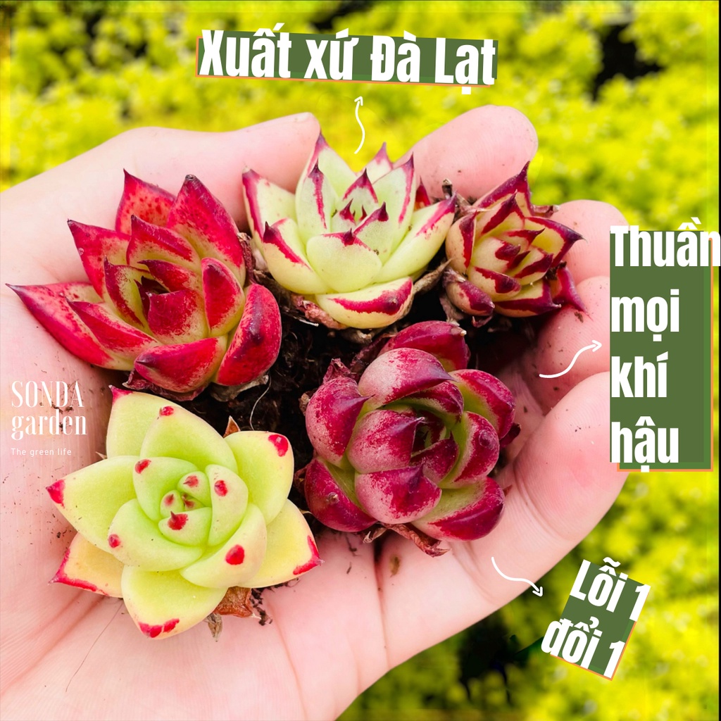 Sen đá đế vương SONDA GARDEN trong truyền thuyết size mini, cây cảnh trang trí nhà cửa, lỗi 1 đổi 1