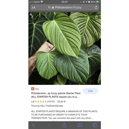 Philodendron Fuzzy petiole