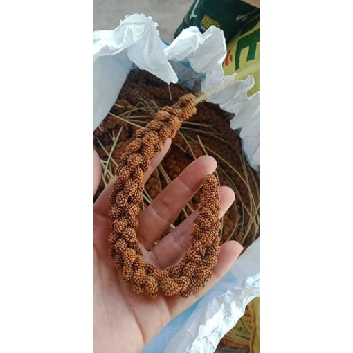 Kê chùm cho chim vẹt, yến hót, yến phụng, bảy màu, sắc nhật, manh manh... - gói 500gr