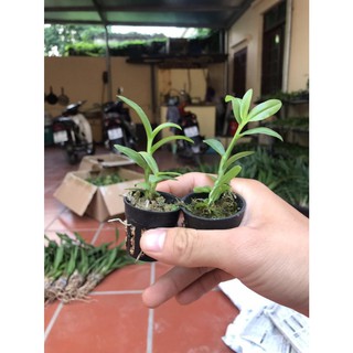 ⚡FLASH SALE⚡ Hoa lan phi điệp  5 ct cánh trắng