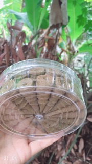 Nụ đuổi muỗi thảo dược