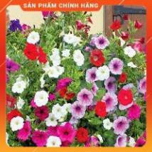 HẠT GIỐNG DẠ YẾN THẢO MIX GÓI 100 HẠT