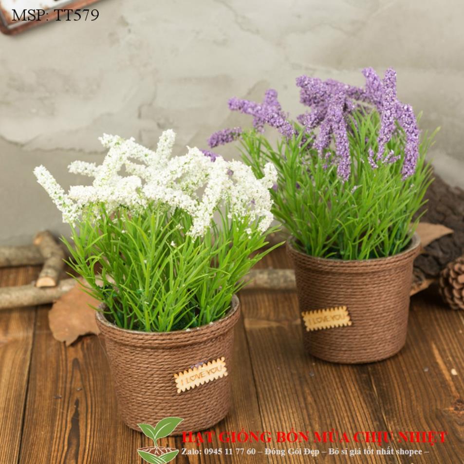 50H - Hạt giống hoa Lavender trắng tuyết  - thơm hơn nước hoa