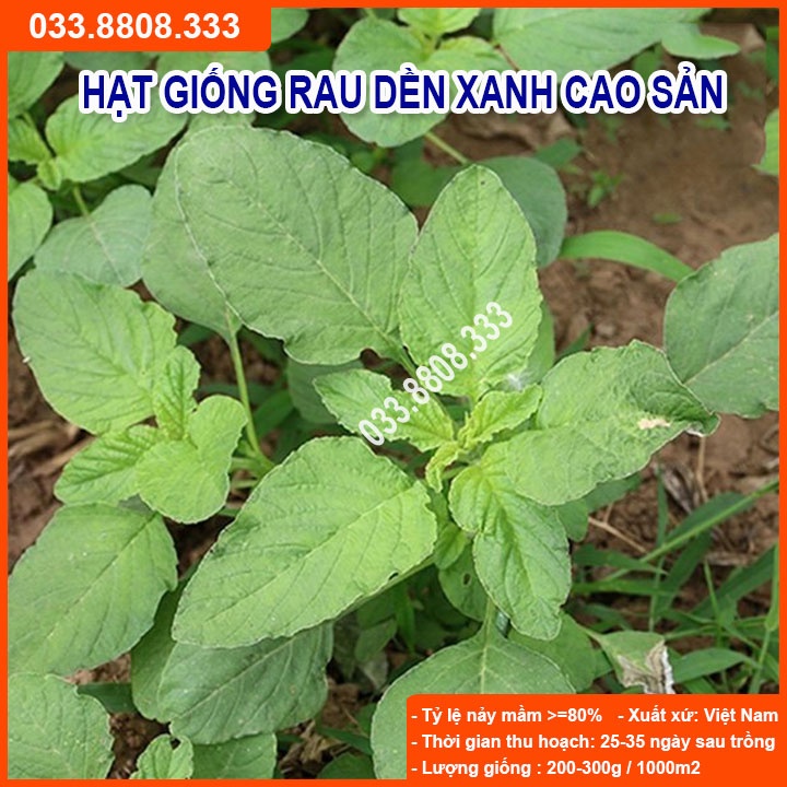 Hạt Giống Rau Dền Xanh 20gram -[{Dễ Trồng Nhanh Thu Hoạch},{Rau Trồng Thu Hoạch Quanh Năm},{Tỷ Lệ Nảy Mầm C