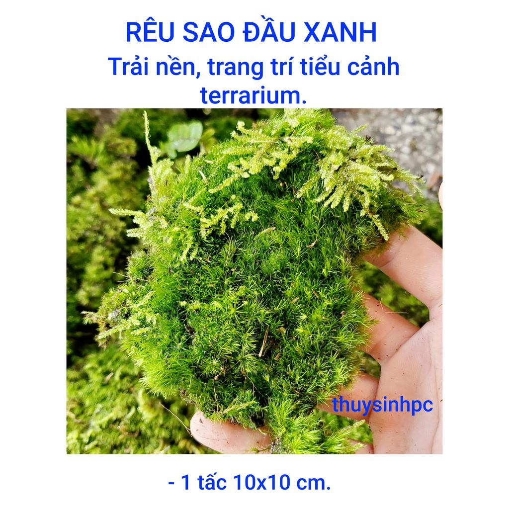 Rêu sao đầu xanh trang trí hồ bán cạn terrarium