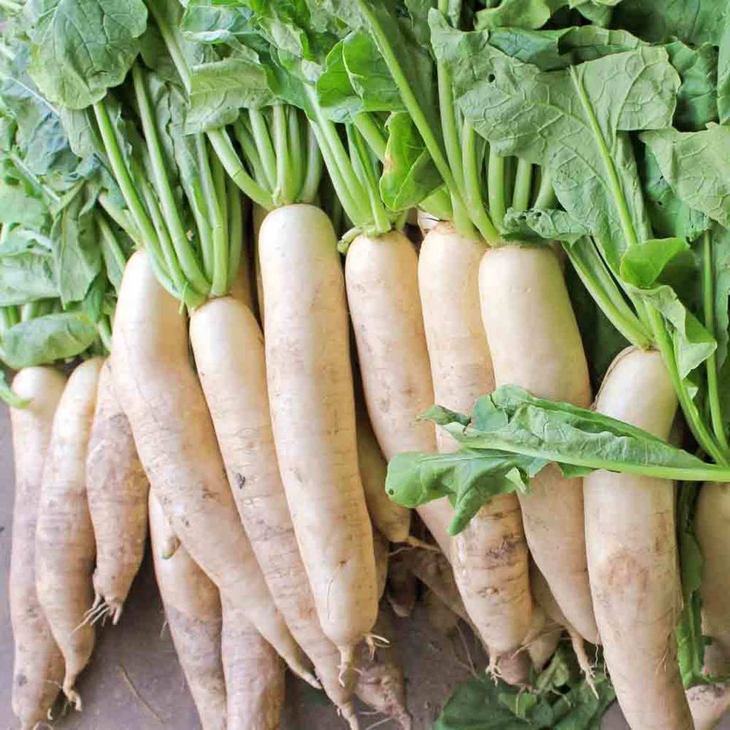 Hạt Giống Củ Cải Tuyển Cao Sản KL 20g