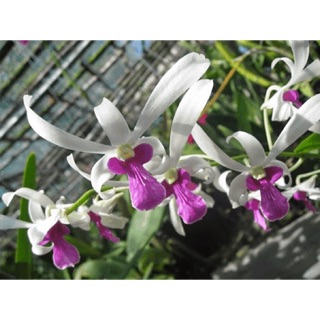 (1 chậu) Hoa lan bà liễu hoa thơm - cây đứng lá