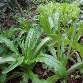 1 LẠNG HẠT GIỐNG RAU DIẾP THƠM