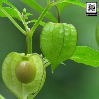 Hạt Giống Cây Thù Lù Nam Mỹ( Cây anh đào đất ) { gói 50 hạt }