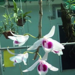 Chai giống phi điệp ám Bắc Kan