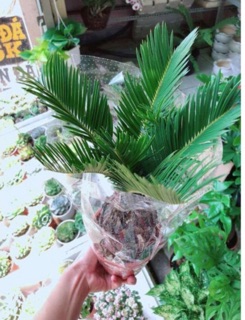 Cây Vạn tuế