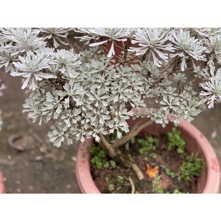 Cúc mốc dáng bon sai