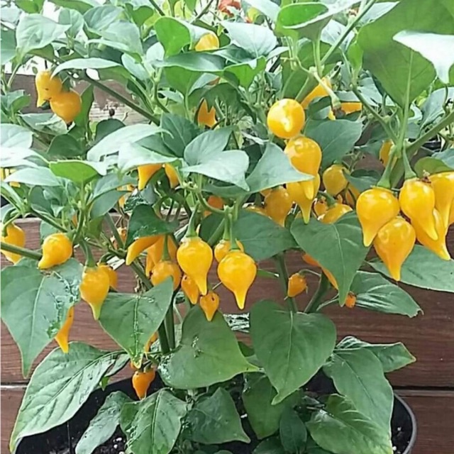 Hạt giống ớt mỏ chim độc và lạ Biquinho Red/Yellow nảy mầm 95%