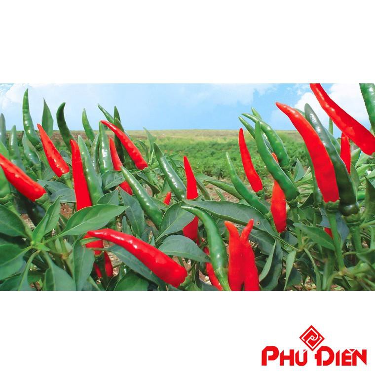 30 Hạt giống ớt chỉ thiên PHÚ ĐIỀN