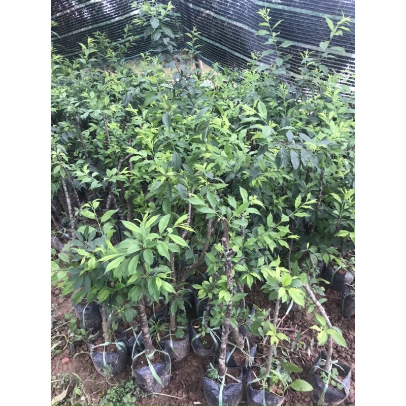 combo 2 mận chiết