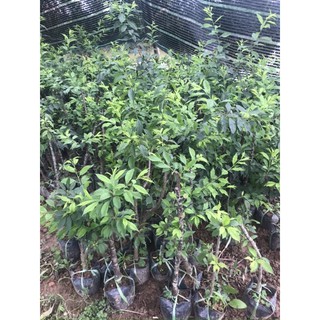 Combo 2 mận chiết