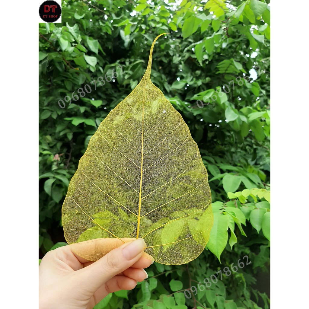 Xương lá bồ đề nhuộm vàng tự nhiên  size to