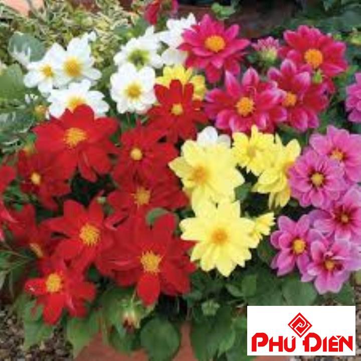 hạt giống hoa thược dược lùn 40 hạt  PHÚ ĐIỀN