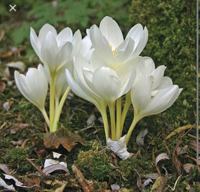 Củ hoa nghệ tây màu tím