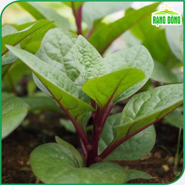 Hạt giống Mồng Tơi Đỏ dễ trồng, ít sâu bệnh, chịu nhiệt tốt - Hạt giống Rạng Đông
