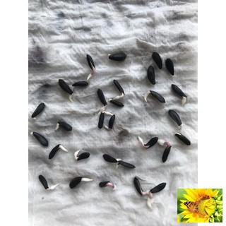 Gói 30 Hạt Giống Hoa Hướng Dương Cao - Siêu Bông (Helianthus)