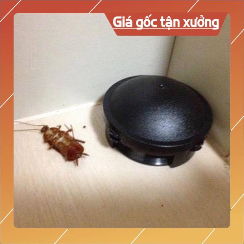 Hộp 12 viên diệt gián