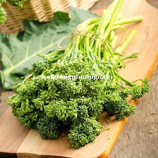 HẠT GIỐNG SÚP LƠ BABY