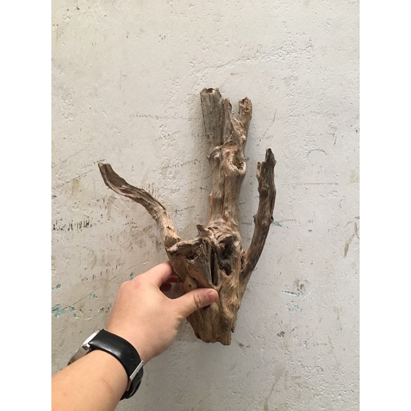 Lũa san đá, bìn lin làm thuỷ sinh, ghép lan, bán cạn