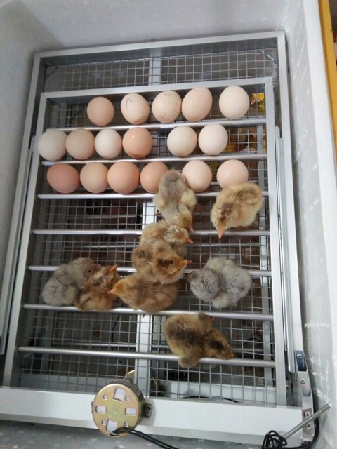 Khay Đảo Trứng 56 Trứng -Khay Nhôm Đảo Lăn