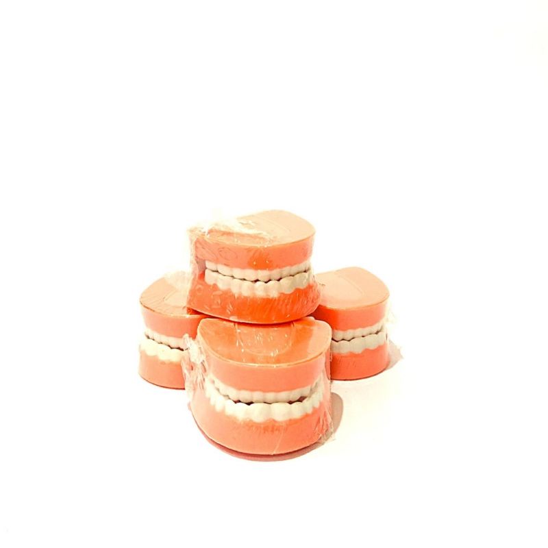 Mô hình hàm răng mô phỏng hàm răng của con người đồ chơi mầm non