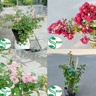 Cây Tường Vi - Hoa Đẹp Trồng Sân Vườn