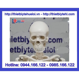 Mô hình hệ xương người 85cm