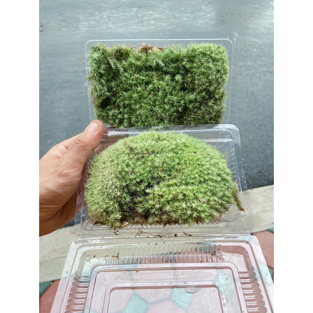 Rêu đầu trắng setup bể bán cạn, tiểu cảnh, sân vườn, terrarium, gắn lũa