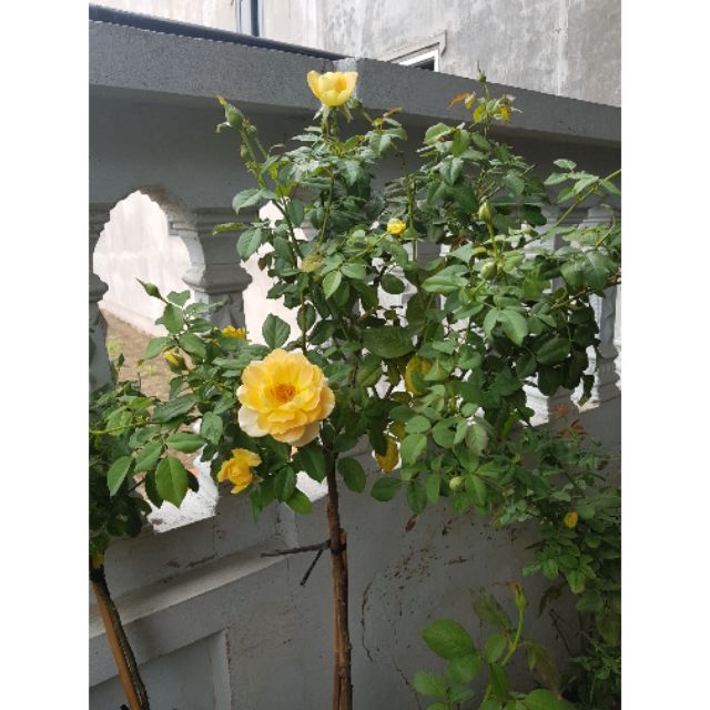 Cây hoa hồng thân gỗ