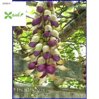 Hoa leo Huyết long 10 hạt