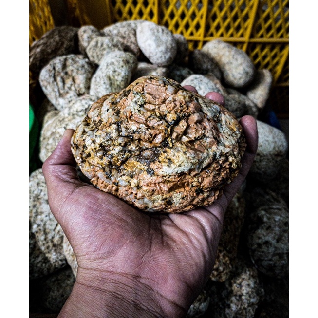 Đá Cuội Vân Mối | Trang Trí Setup Bể Thủy Sinh, Biotope, Blackwater, Iwagumi,.... |Mua Nhiều Giảm Giá