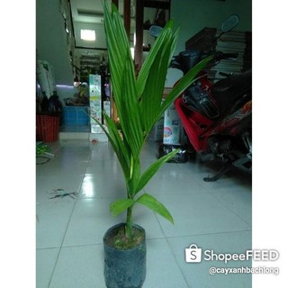 Cây cau ta, như hình chụp (FreeShip)