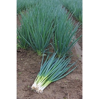 Hạt giống hành hoa - gieo trồng quanh năm 🌿