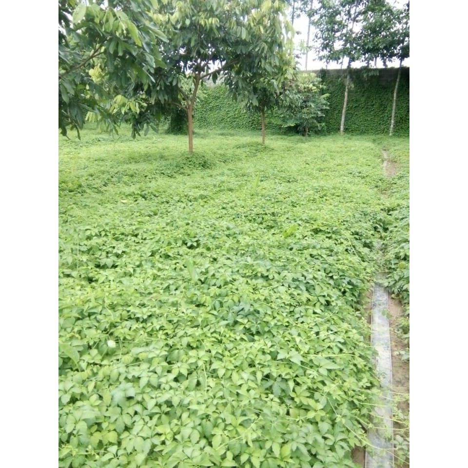 Cao giảo cổ lam nguyên chất  - Nông Dược Yên Bái