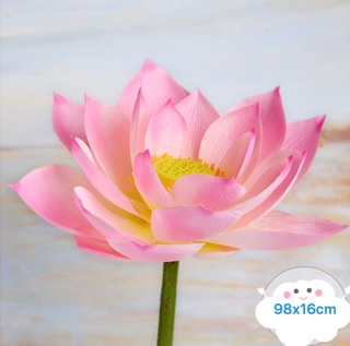 Hoa sen cao cấp giống thật