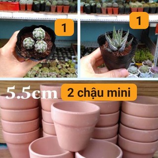 Combo 1 xương rồng trứng chim + 1 móng rồng + 2 chậu đất mini 5cm