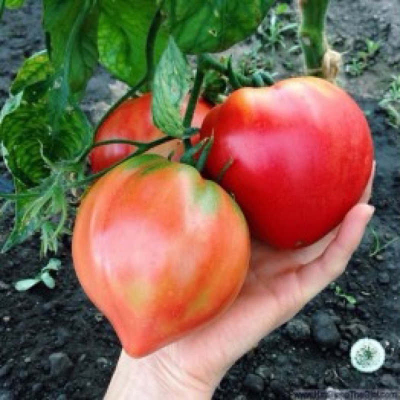 Hạt giống cà chua trái tim cao sản F1