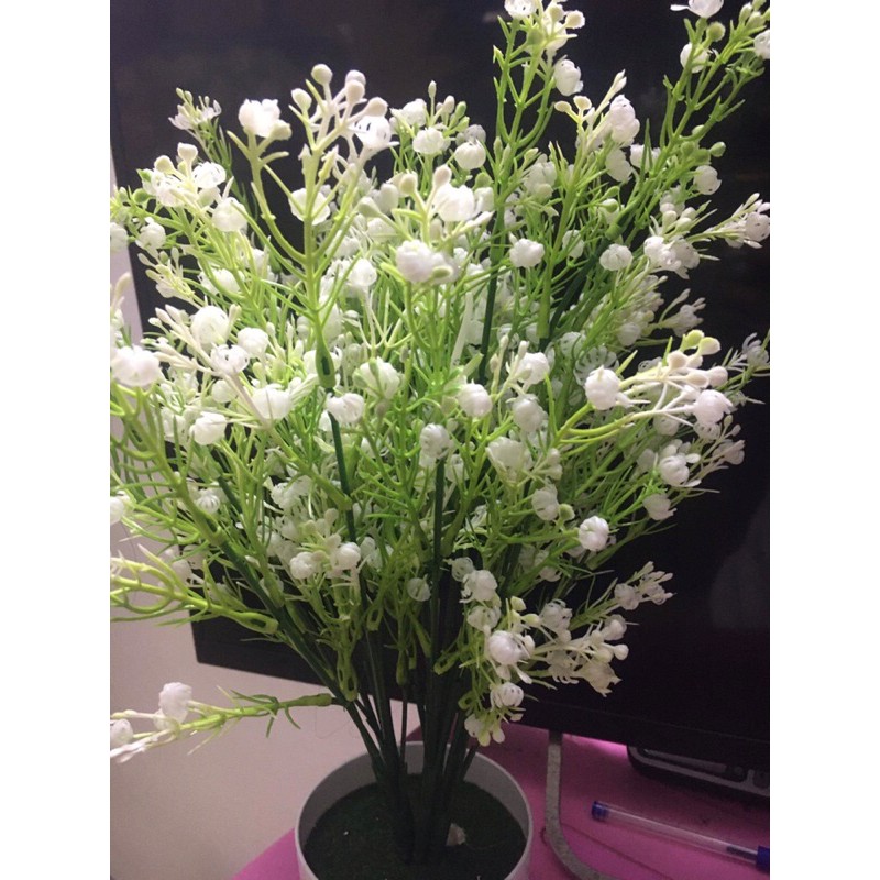 Hoa điểm ngâu trắng trang trí bó hoa và chậu tiểu cảnh