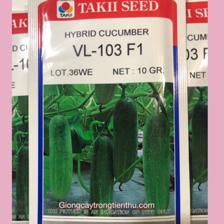 HẠT GIỐNG DƯA LEO VL-103 F1- GIỐNG CHỊU NHIỆT CHẤT LƯỢNG CAO (gói 10gr)